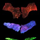 에프씨티(Future Cell Technology) | 대학 전자책 독후감-AI 시대, 본능의 미래