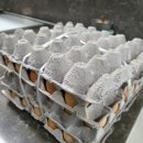 푸른초원농원 이미지