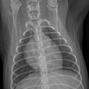 천안24시스카이동물메디컬센터 이미지