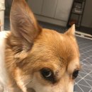 토담스펫 이미지