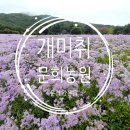 봉서농장 | 10월 여행지 추천 문경 개미취 만개 문희농원 무료개방 경북 문경시 가은읍에 위치 비오는 날 사진찍기