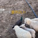 영수목장 이미지