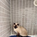 이솜동물병원 이미지