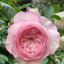 더온(The On) 이미지