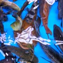 백사장회센터 | 부산 광안리 민락회타운 맛집 37호 고성상회 활어회