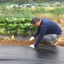 용성농장 이미지