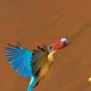 Grey-headed kingfisher 이미지