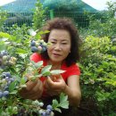 기순농장 Daum카페