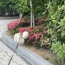 제주돈꼬들대패