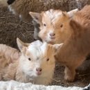 아기염소 이미지