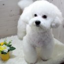 비비펫미용 네이버블로그