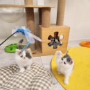 수원고양이전문분양 아임캣 (I'M CAT) | 엑조틱고양이 ♥ 대전고양이분양 "페르시안캣" (분양완료)