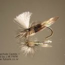 패러슈트(parachute) 이미지