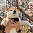 봄날의세탁소 | 봄날은 간다