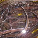 바다장어 이미지