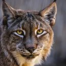 애완동물원 이미지