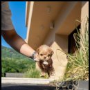 행복한강아지 이미지