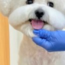 강아지 미용실 이미지