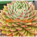 철화농장 이미지