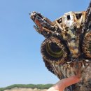 부엉이목장 이미지