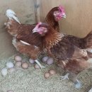 산야유정란 이미지