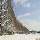 순창 메타세콰이어길 이미지