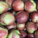 선옥농장 이미지