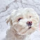 단추펫살롱 이미지