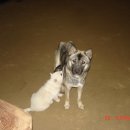 진도개 사랑 이미지