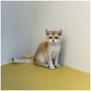 행복한 강아지 이미지