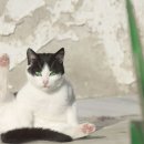 이층집고양이 네이버블로그