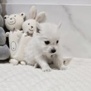 버디독 강아지분양 안심분양센터 서울 영등포점 이미지