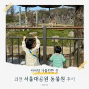 중앙교회 앞(대공원길) | 서울대공원 동물원 벚꽃 실시간! 다둥이카드 무료입장 &amp; 주차 꿀팁까지 🦒🌸