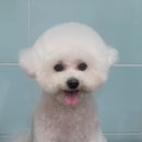 펫살롱호야 | :: 부산 남구 강아지 미용 펫살롱 호야 ::