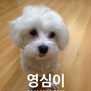 영심이헤어 이미지
