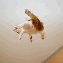 날으는고양이 이미지