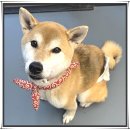 아이조아 요양보호소 경기광주 | 경기광주강아지보호소 찾는다면 직접 보고 비교해 보세요!