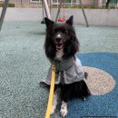 더펫 | 니즈더펫 인터라켄 강아지 우비 구입 후기