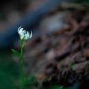 알봉 둘레길 이미지