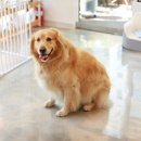 황제 펫 이미지