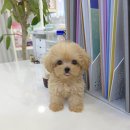 꽃강아지 이미지