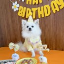 펫쯔스낵 애견수제간식 안산본점 이미지