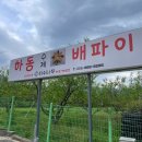 나무 인공수정소 | 하동 간식 추천 [파이나무] 하동수제배파이 맛집 최첨판댁근처 기념품 선물 추천🍐
