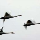 고니민박 이미지