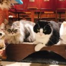 도도한고양이 이미지