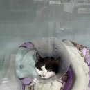 이메디컬타워 | 갑자기 호흡이 가빠진 고양이, 나우동물메디컬센터 입원과 치료 후기(1)