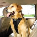 온양애견미용 이미지