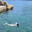 북면369 | 울릉도 스노클링 스팟 추천!! 물고기 짱 많음