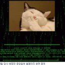 대한 뉘우스4 [﻿중앙일보 홈페이지 &#39;고양이 해킹사건&#39;은 북한 소행] 이미지