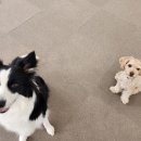 뽀뽀뽀하개 이미지